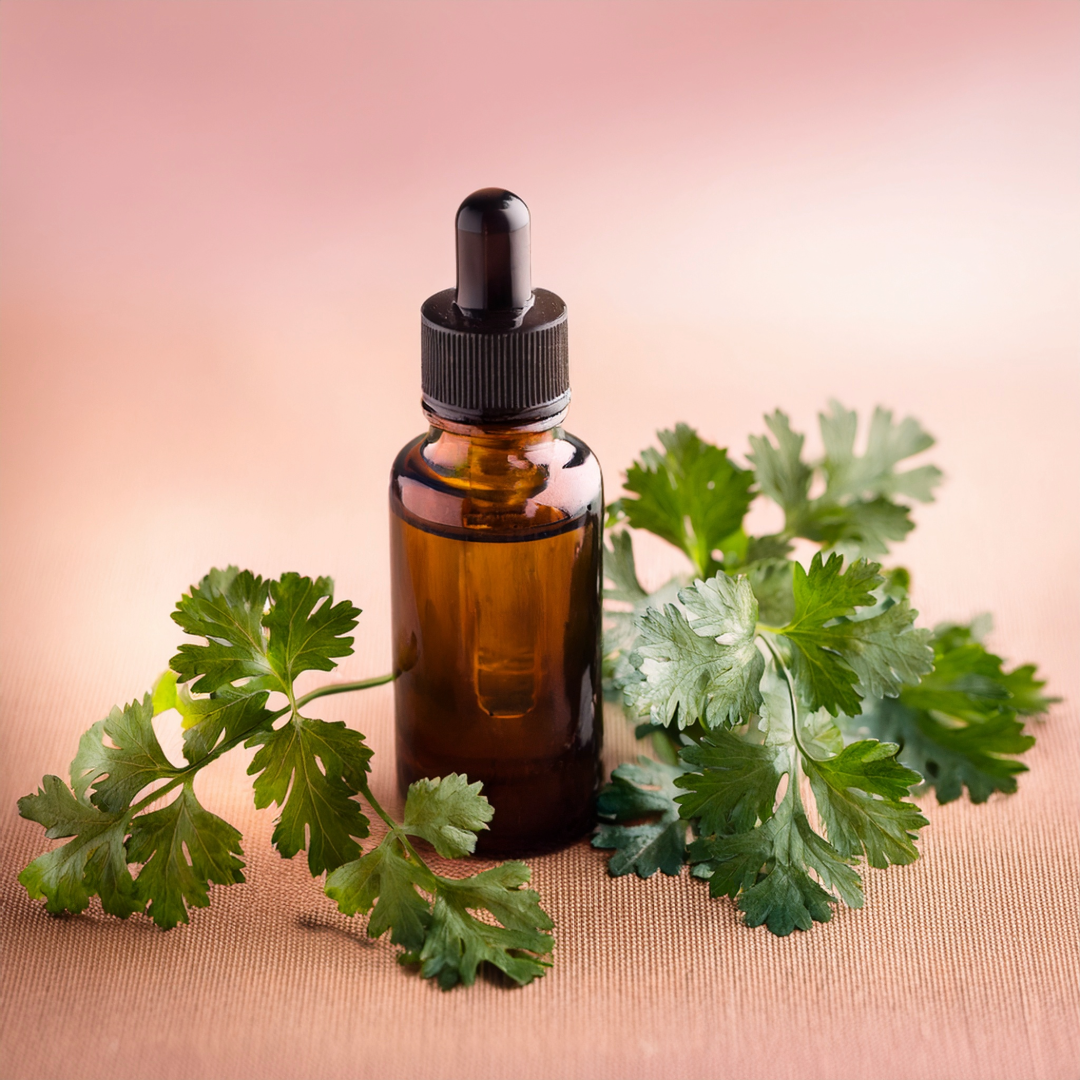 Coriander Herbal Extract