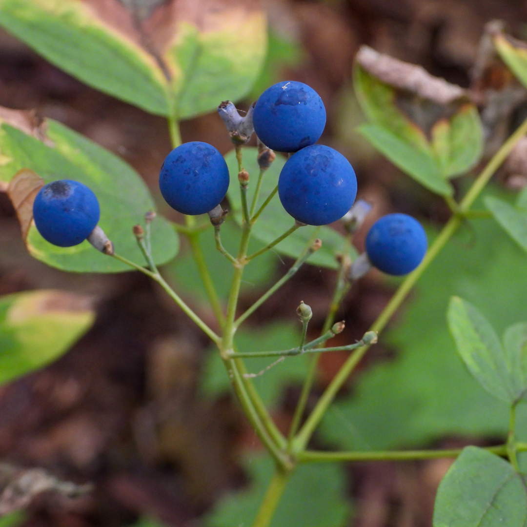 Blue cohosh Herbal Extract