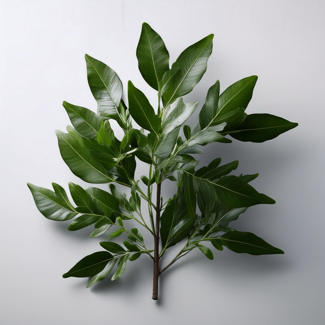 Black Stinkwood Herbal Extract