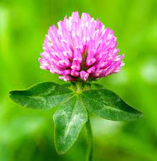 Red Clover Herbal Extract
