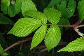 Raspberry leaves Herbal Extract