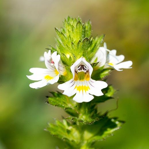 Eyebright Herbal Extract