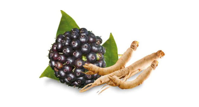 Siberian Ginseng Herbal Extract
