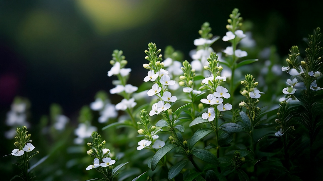 Unlock the Health Benefits of Bacopa Monnieri for Cognitive Wellness