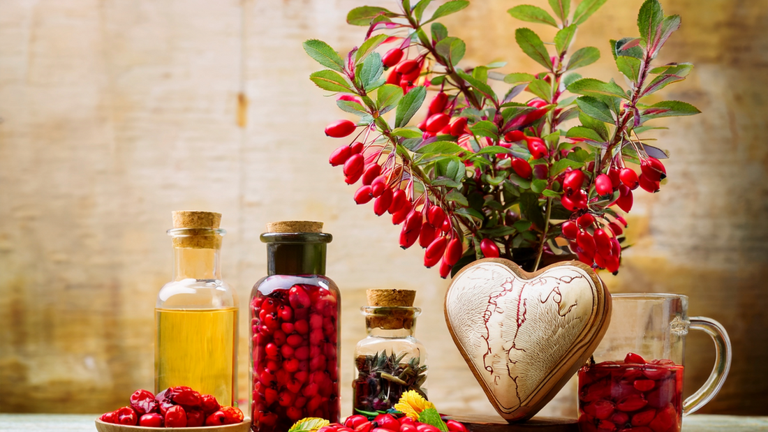 Exploring Barberry: Therapeutic Benefits for Natural Health