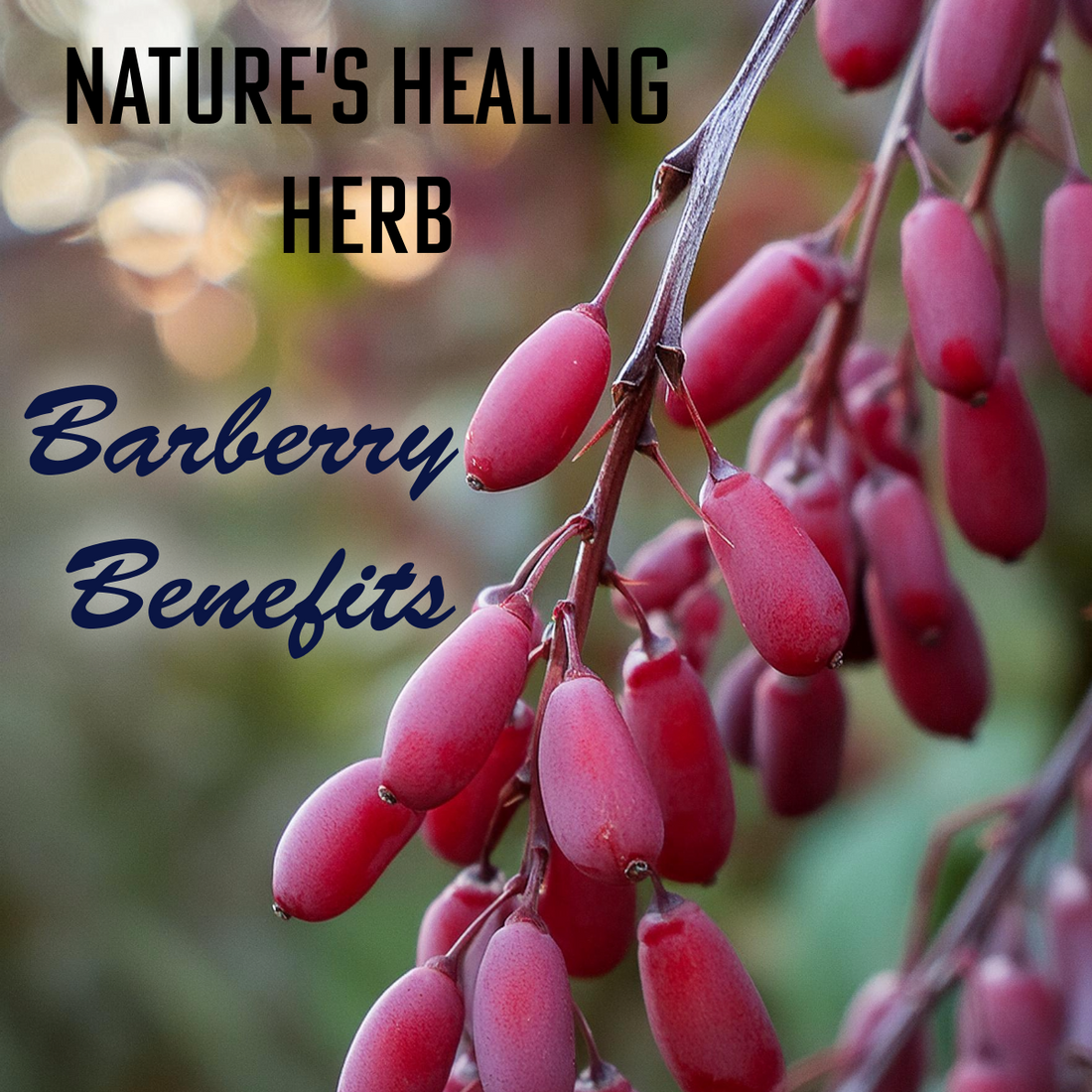Barberry: Nature’s Medicinal Powerhouse
