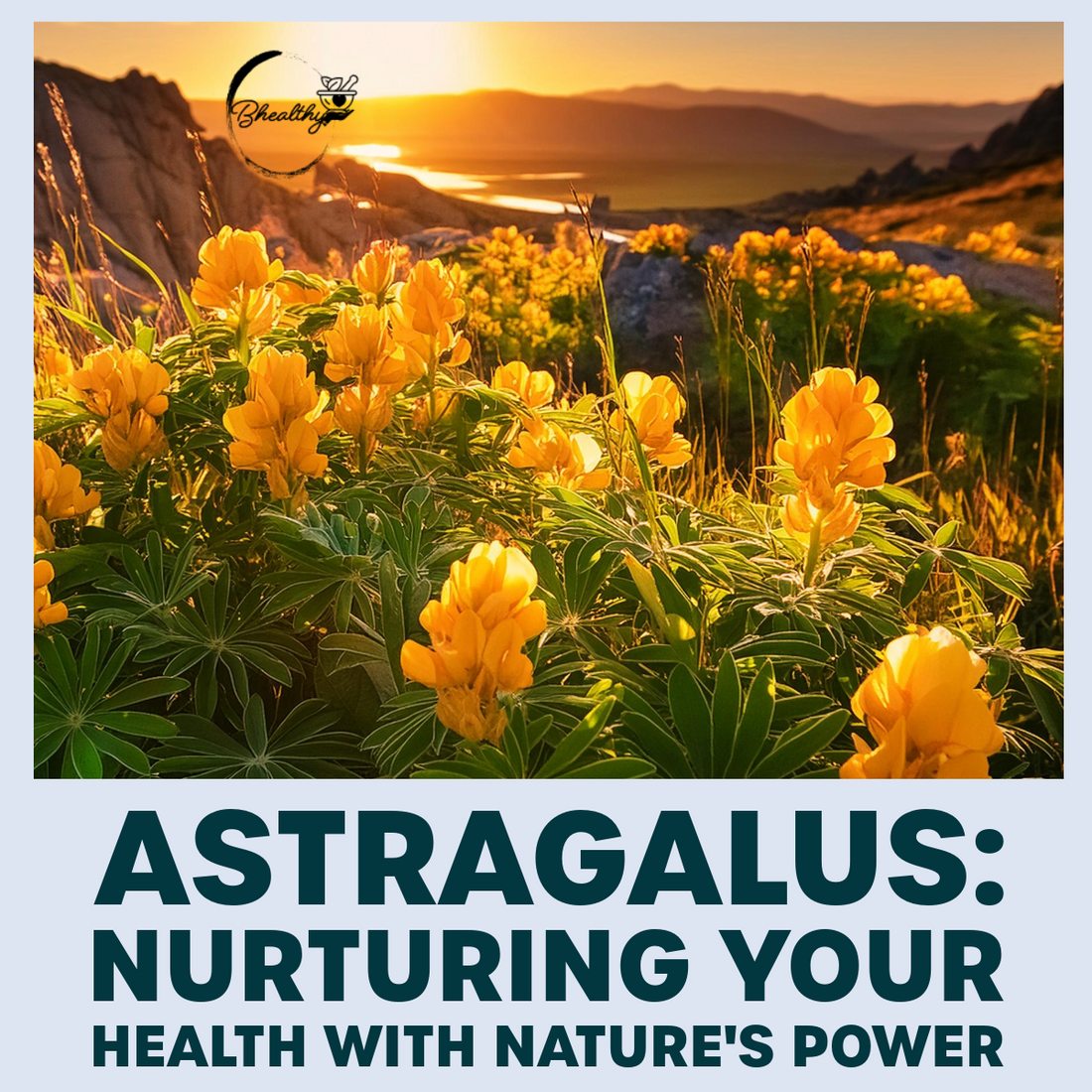 Discover the Power of Astragalus
