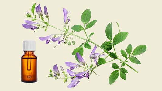 Goat's Rue: Unlock Neuroprotection & Enhance Brain Health