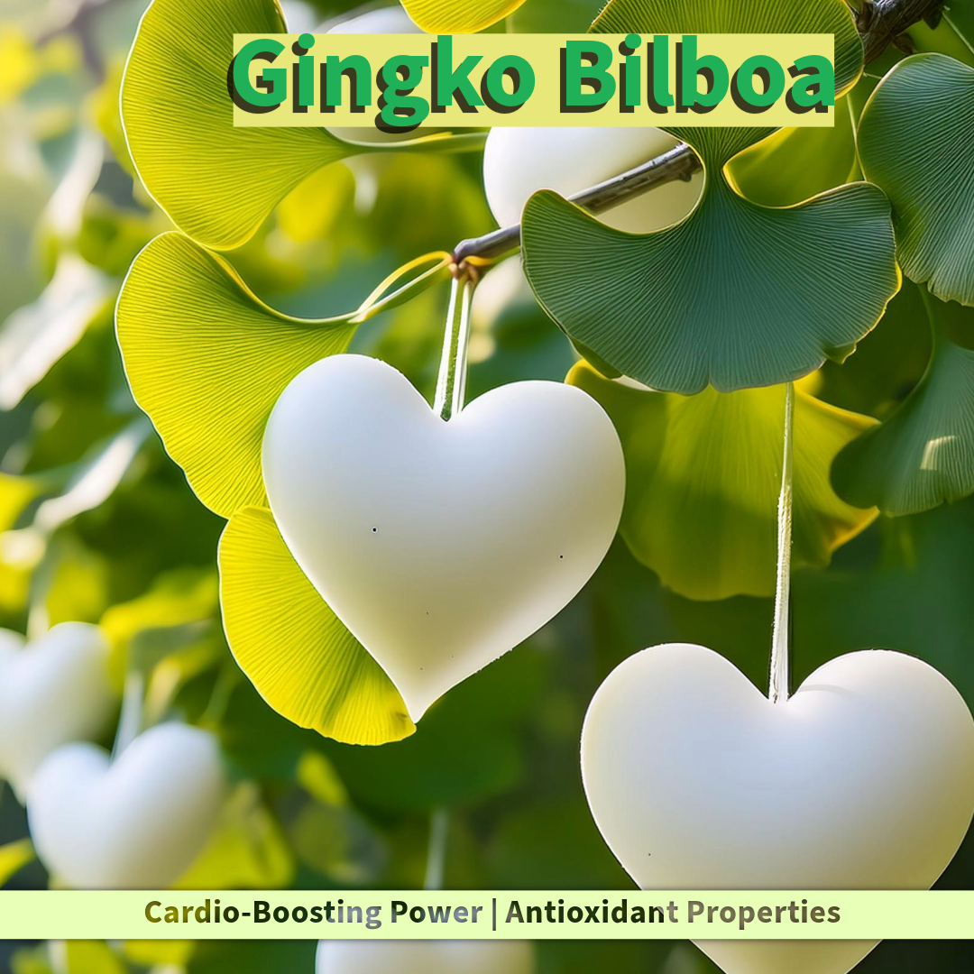 The Cardio-Boosting Power of Ginkgo Biloba