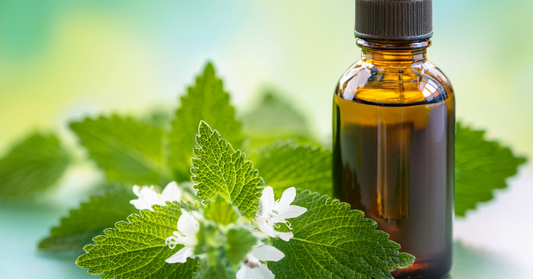 Lemon Balm: Nature's Calming Herb