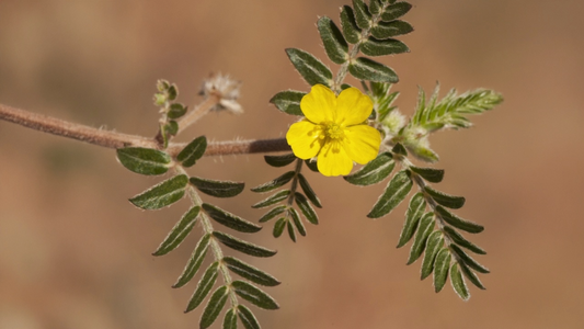 Puncture Vine: Boost Vitality & Enhance Wellness Naturally