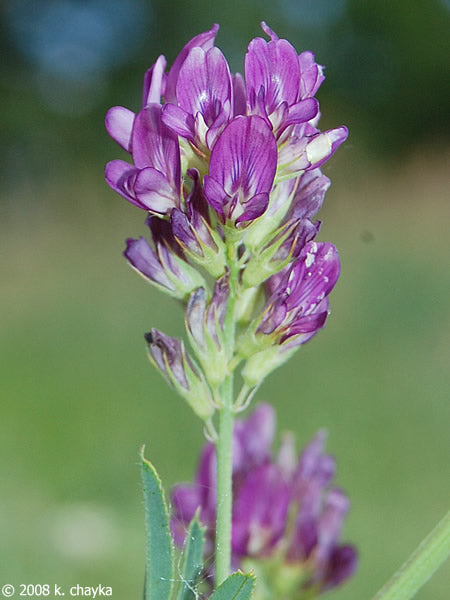 The Green Symphony of Alfalfa (Medicago sativa)