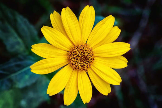 Guide to Arnica: Benefits, Uses, and Precautions