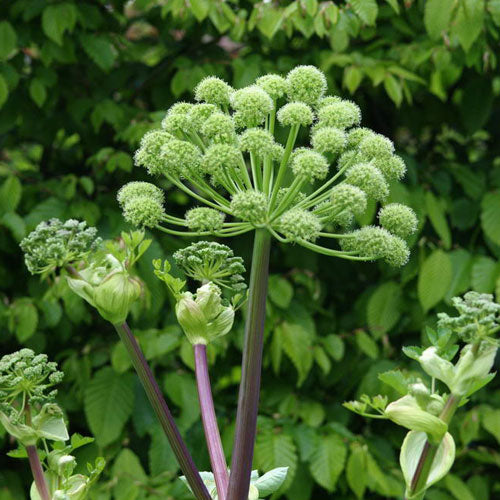Angelica plant, highlighting benefits for digestive health, respiratory support, and anti-inflammatory properties.