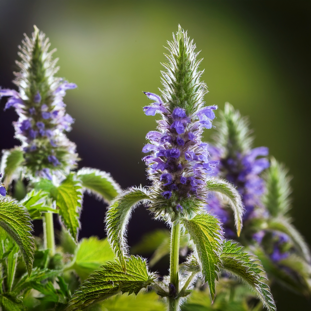 Bugleweed Herbal Extract