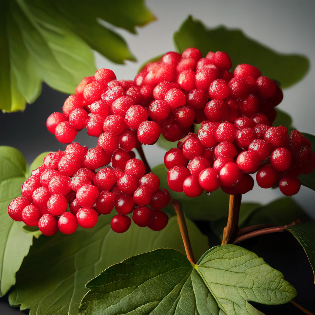 Crampbark Herbal Extract