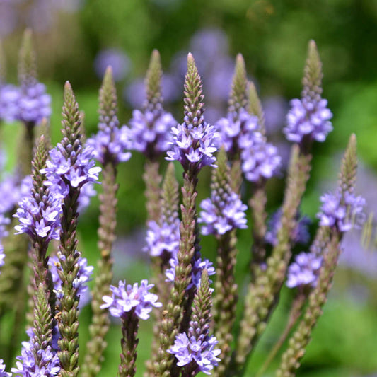 Vervain