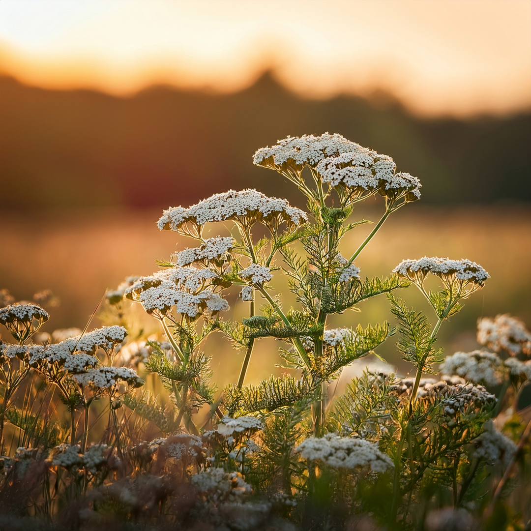 Yarrow