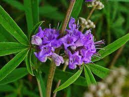 Chasteberry Herbal extract