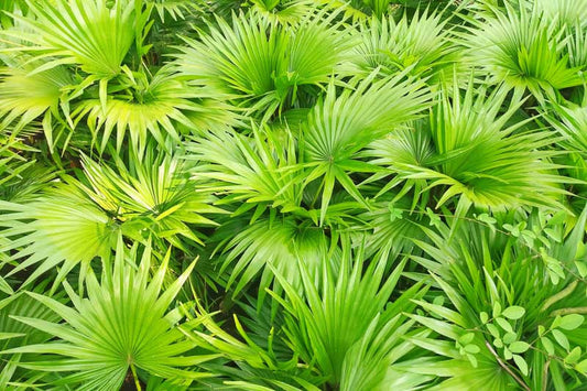 Saw Palmetto